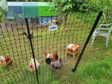 Noen kyllinger innenfor gjerdet med det grønne hønsehuset i bakgrunnen