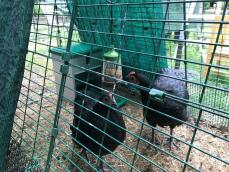 Kyllinger i Omlet Eglu hønsegård med Pendant peck leketøy