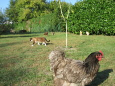 Høner og katt i hagen