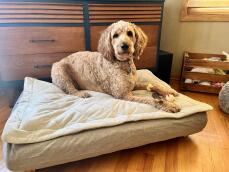 En hund som ligger på sin grå seng med vattert topper