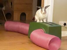 En kanin som står på sitt grønne ly og rosa tunneler