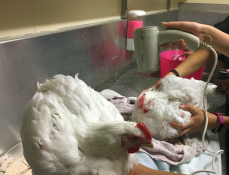 Tørking av kyllinger med hårføner
