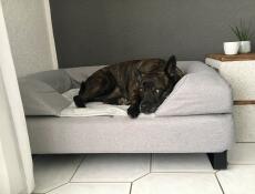 Hund som sover på Omlet Topology hundeseng med bolster topper og føtter