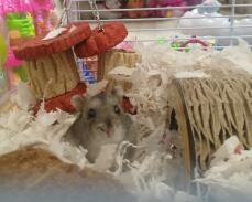 En liten brun hamster i et bur med masse sengetøy leker og tilbehør