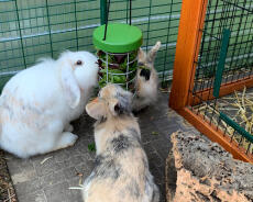 Kaniner som spiser fra Omlet kanin Caddi