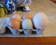 6 egg i eggeboks