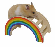 Hamstere elsker å klatre på regnbuens lekebro