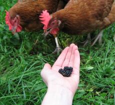 Høner som spiser bjørnebær uten hånden
