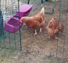 Kyllingene våre elsker å spise og drikke fra Omlet
