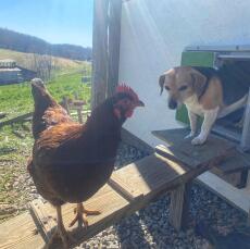 Hund som kommer ut av Omlet grønn automatisk hønsegårdsdør med kylling på gårdsstige