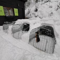 Tre Omlet Eglu Go kaninhytter i hagen dekket av Snow