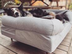 Hund som sover på Omlet grå memory foam bolster hundeseng