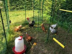 Mange høner inne på en tur i en hage med en kyllingmater og en kyllinghuske