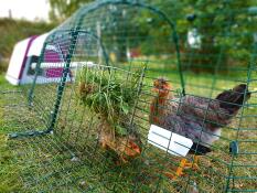Kylling som spiser fra en mater i et løp koblet til en lilla Go hønsegård