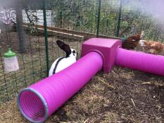 Kanin undersøker Zippi ly og leketunnel
