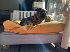 En liten hund som nyter litt sol fra den komfortable grå sengen og den gule beanbag topper