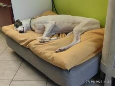 En hvit stor hund som sover fredelig på sengen sin med gul beanbag topper