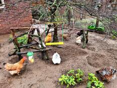 Kyllinger i en hage med huske og Godbitholder