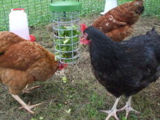 Tre kyllinger som spiser litt grønt fra Godbitholderen