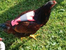 Kylling med rosa Omlet hivis kyllingjakke