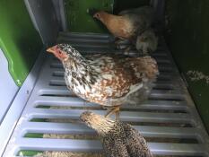 Kyllinger inni Omlet Eglu Cube stort hønsehus