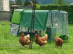 Tre oransje kyllinger bak hønsegjerde med en grønn Cube og et løp med deksler over toppen