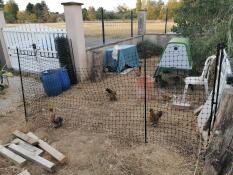 Lage et område i hagen din for å holde kyllinger.
