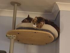 To katter på kattetreet deres