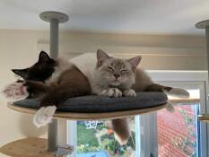 Katter som deler Freestyle plattform på innendørs kattetre av rachel stanbury