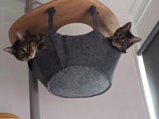 Katter som deler Omlet trehengekøye