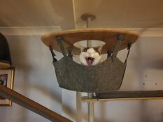 En gjespende katt i hengekøyen til innendørs kattetreet sitt