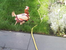 Kylling med Omlet kylling hivis jakke på i hagen