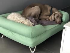 En hund som hviler på sin grønne seng