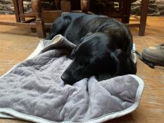 Labradorvalpen vår nyter sitt nye teppe på puben etter en lang tur