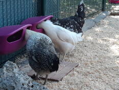 Kyllinger som spiser mat fra matere