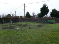 To kyllinger bak hønsegjerde i en hage med en Eglu Cube hønsegård