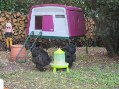 Kyllinger som spiser fra mater foran Omlet lilla Eglu Cube stort hønsehus