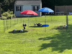 Hønene våre elsker å ha mer plass! 