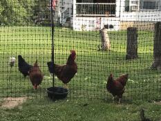 Kyllinger med Omlet kyllinggjerde