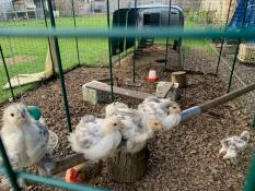 4 brahma kyllinger på en abbor (og en på gulvet) - et bedre bilde enn det forrige?!
