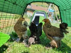 3 kyllinger som vandrer i løpet av det grønne gården deres