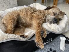 Terrier sover på et stort grått og kremfarget supermykt hundeteppe fra Omlet.