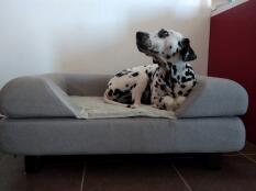 En hund på sin grå seng med bolster topper