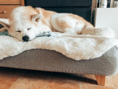 Hund som sover på Topology hundeseng med saueskinnstopper