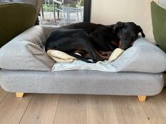 En hund som sover på en memory foam bolster seng