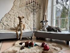 Hundene våre linus og marley ble umiddelbart entusiastiske over sengene. de er av høy kvalitet og gir våre store hunder nok plass til å hvile etter tur. veldig dekorative Lux usbeds!