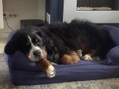 En stor svart og luftig hund som sover på den blå sengen sin