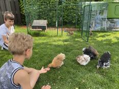 Barn med høner og Eglu Cube stort hønsehus og løp og Omlet tur i hønsegård