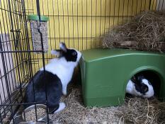 To svarte og hvite kaniner med et ly og en Caddi mater inne i en løpetur