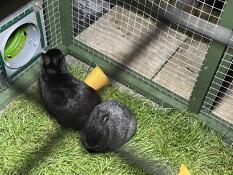 Kaniner som bruker den grønne tunnelen som forbinder innhegningen deres